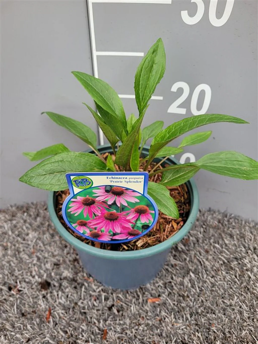 Echinacea purp. 'Prairie Splendour' 2 Ltr pot