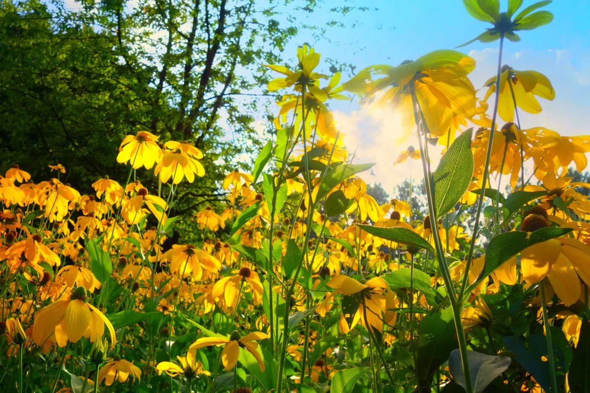 Echinacea Sombrero Poco Yellow