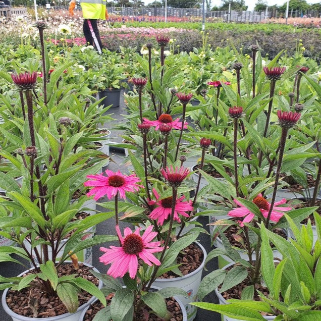 ECHINACEA SunSeekers Purplelicious