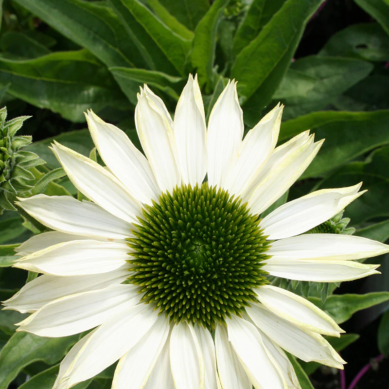 Echinacea Sunseekers White