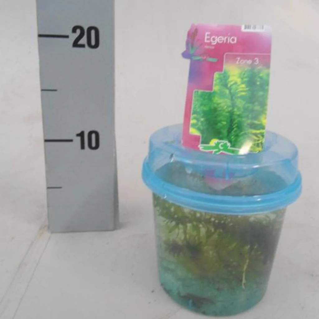 Elodea(Egeria) densa BEAKER