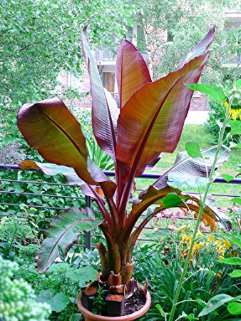 Ensete vertr. Maurelii Red