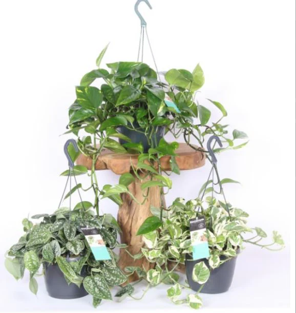 Epipremnum hanging mix P15, hanging pot