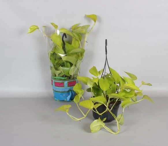 Epipremnum pinn. Golden Photos hanging pot