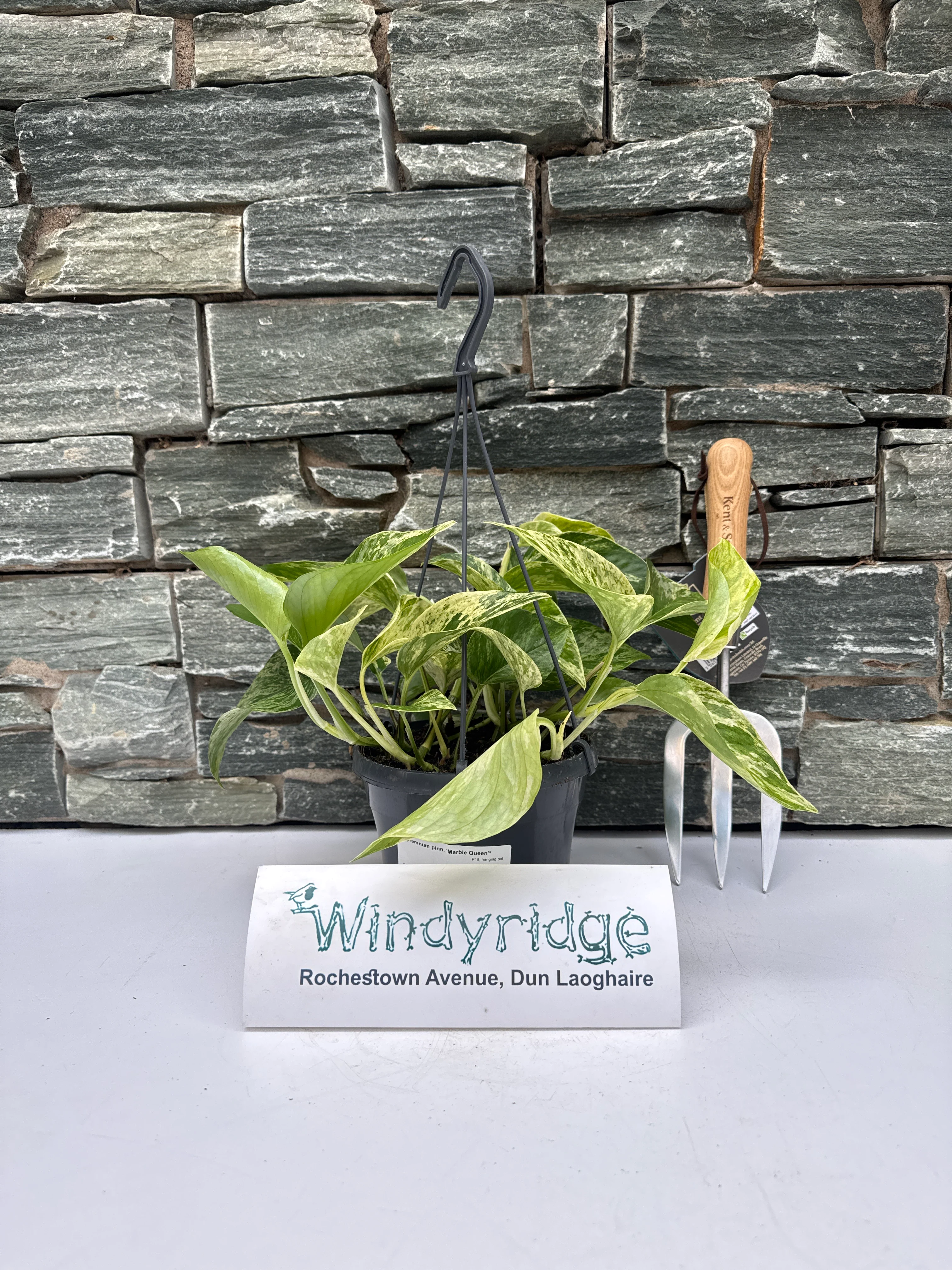 Epipremnum pinn. Marble Queen P15, hanging pot - Image 3