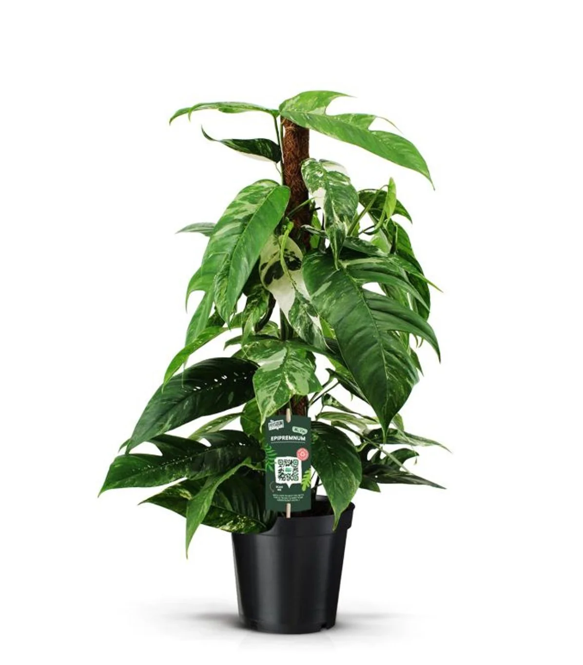 Epipremnum pinn. Variegata P19 + mosspole