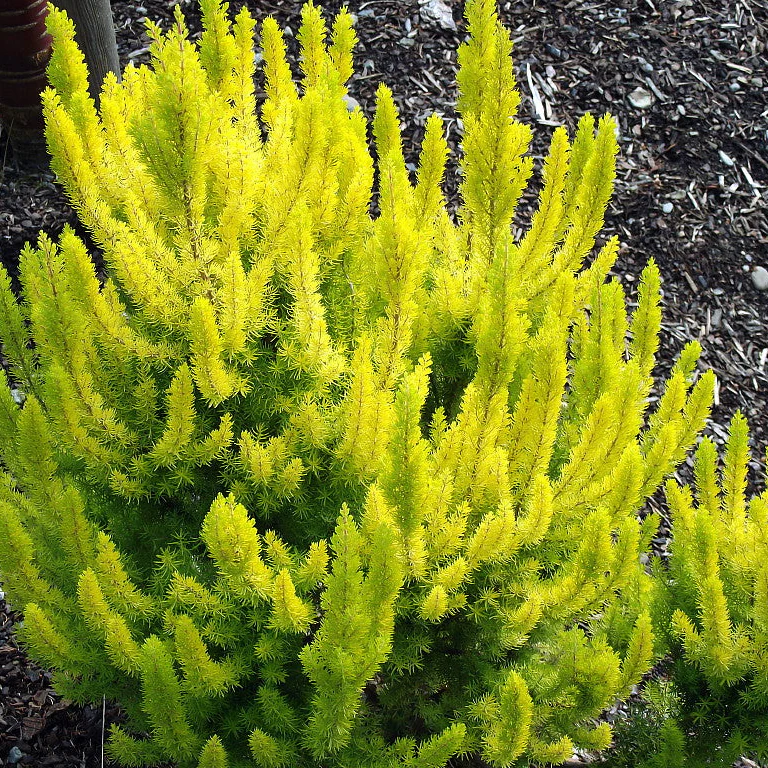 Erica Arborea Albert gold - Image 2