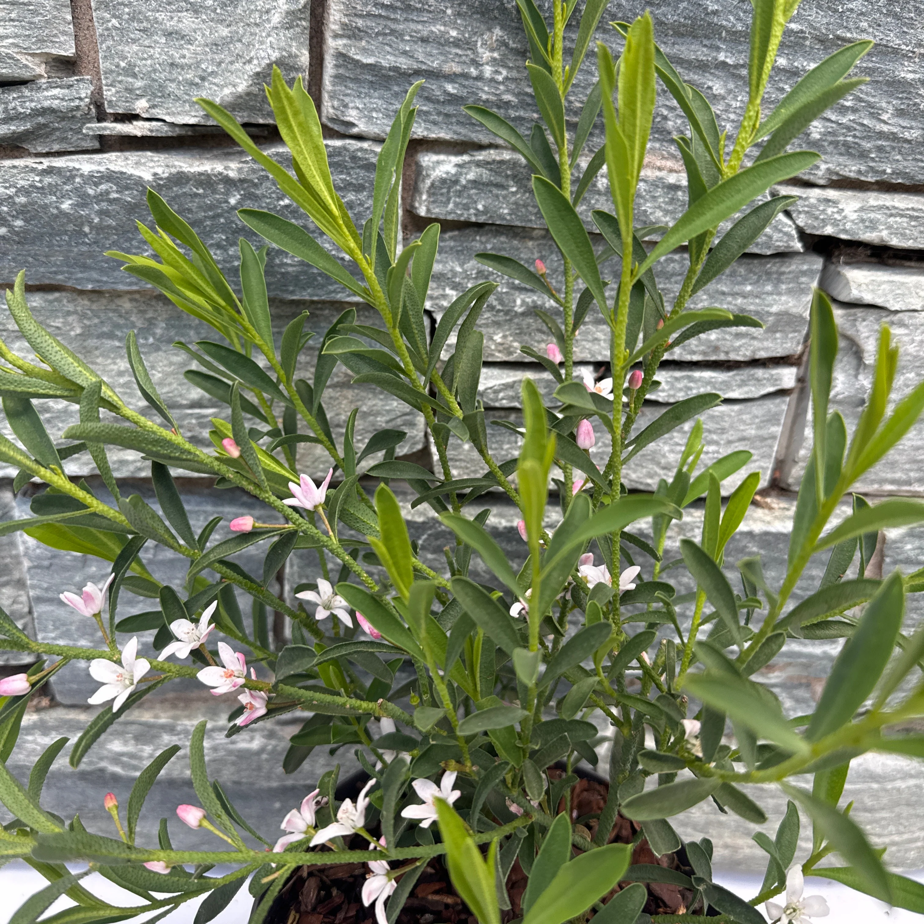 Eriostemon m. Flower Girl Pink 1.5 Ltr pot - Image 2