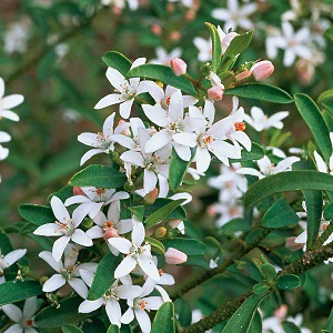 Eriostemon myoporoides Soft Girl