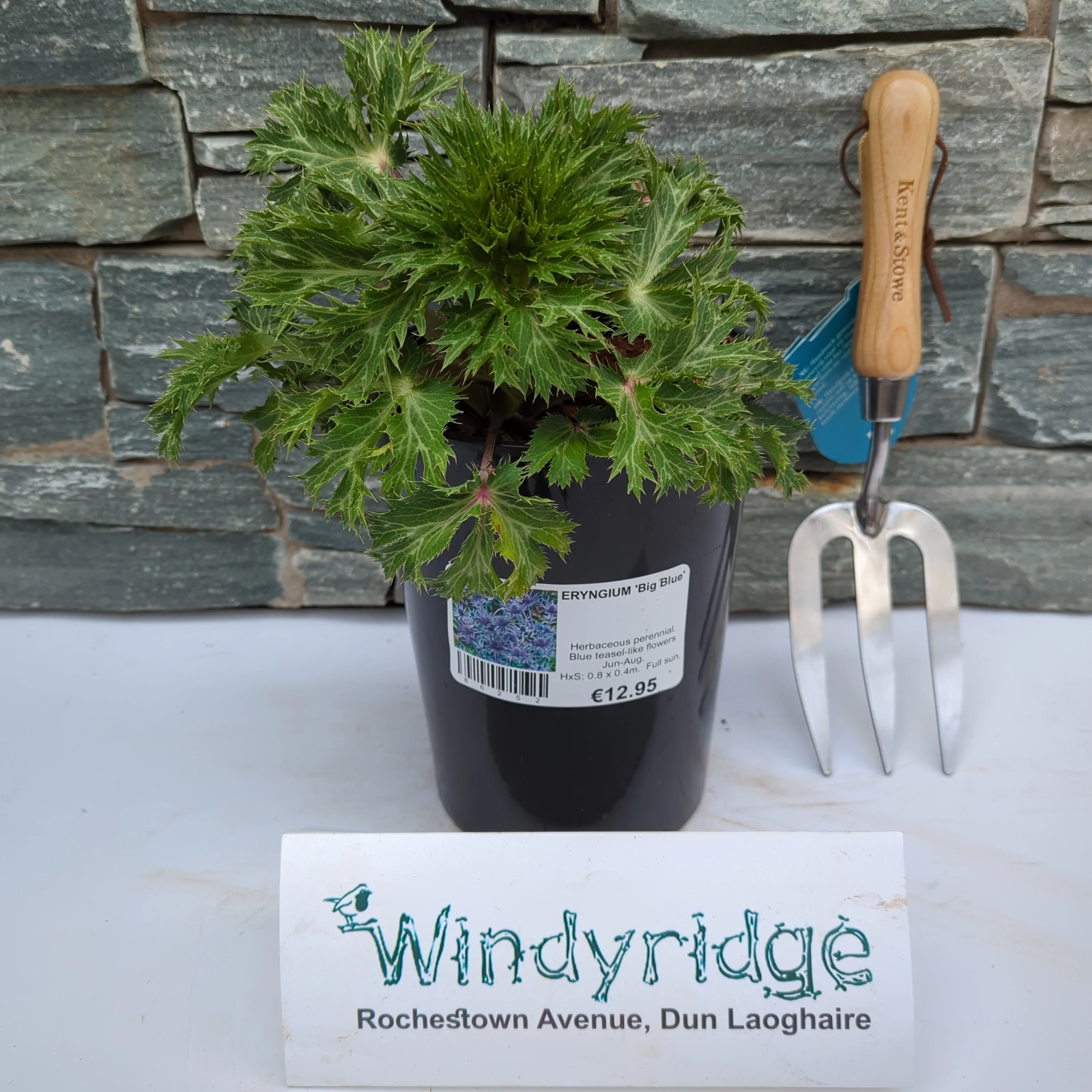 ERYNGIUM 'Big Blue' - Image 2