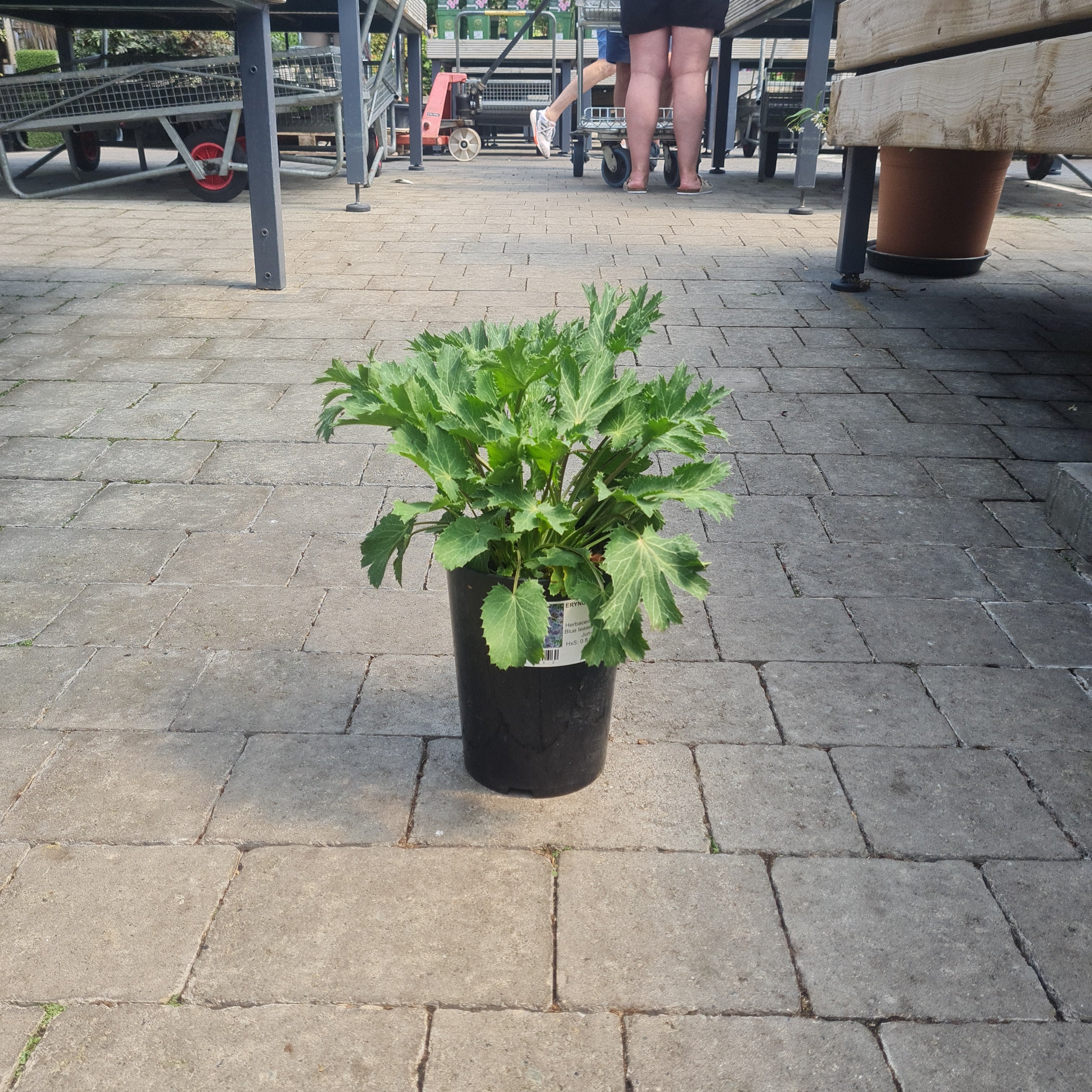 ERYNGIUM 'Big Blue' - Image 3
