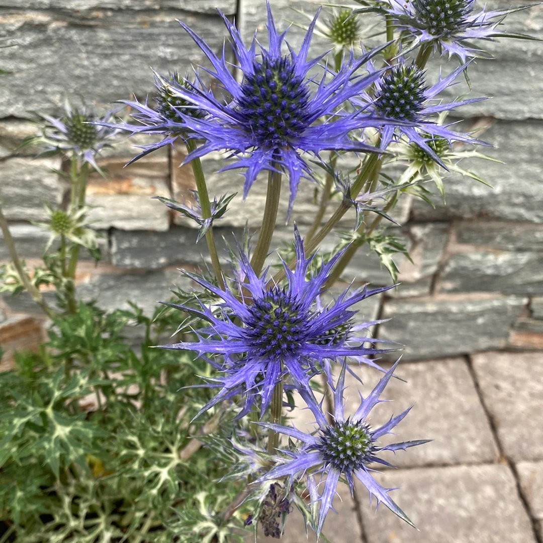 Eryngium Blue Hobbit - Image 2