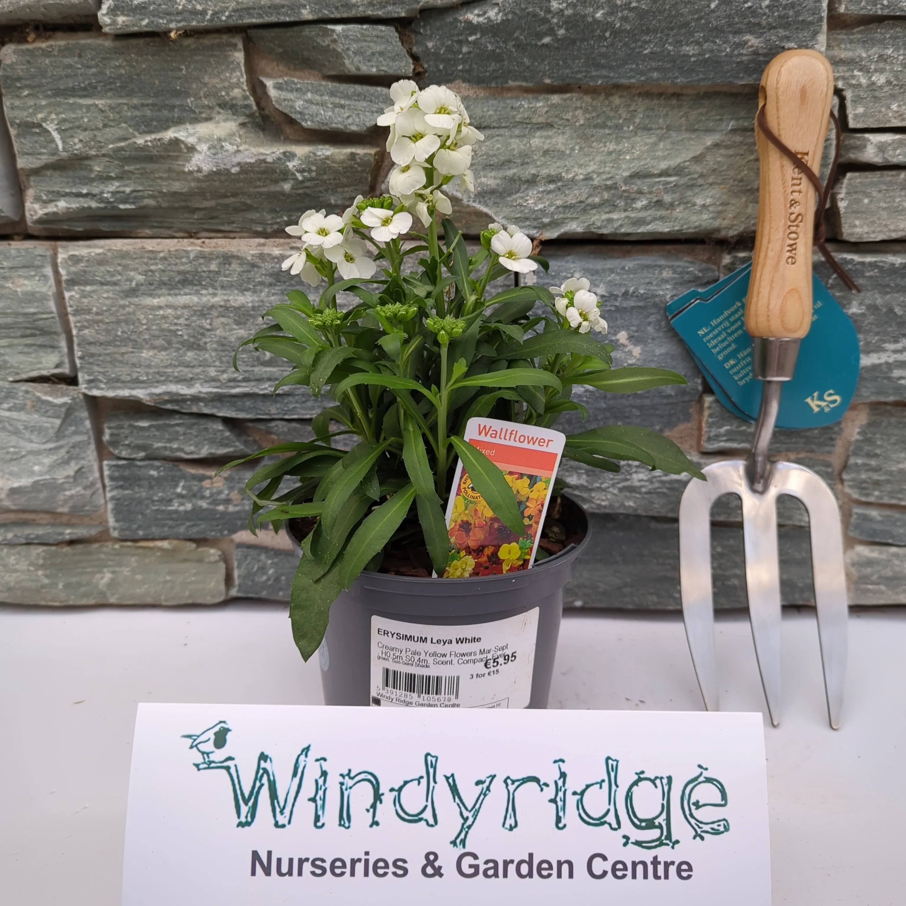 ERYSIMUM Leya White