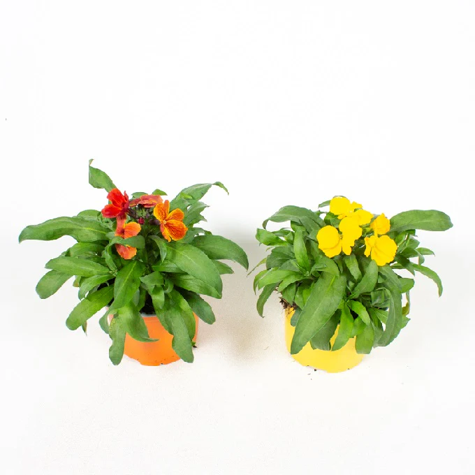 Erysimum mix P11