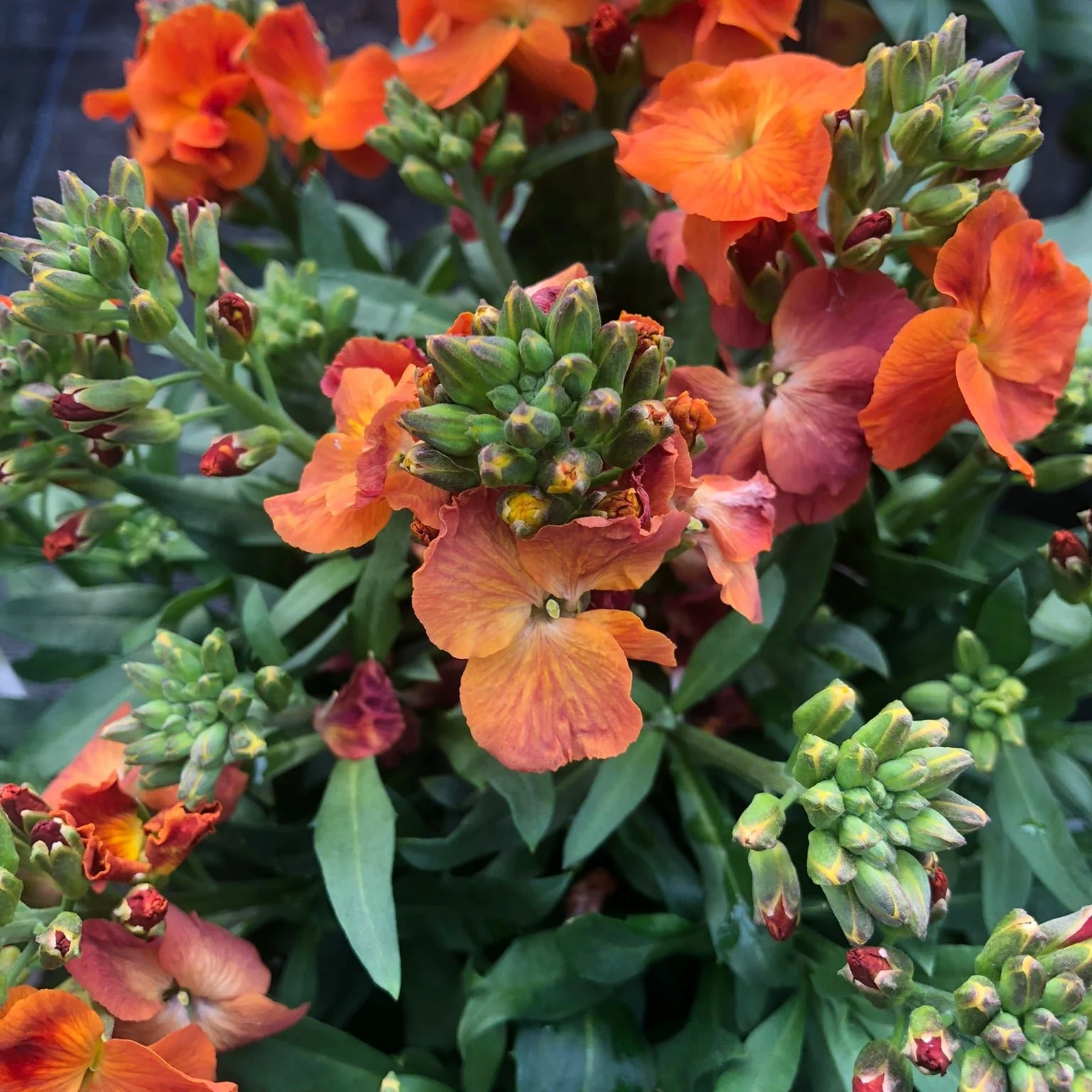 Erysimum Winter Spice 2 Ltr