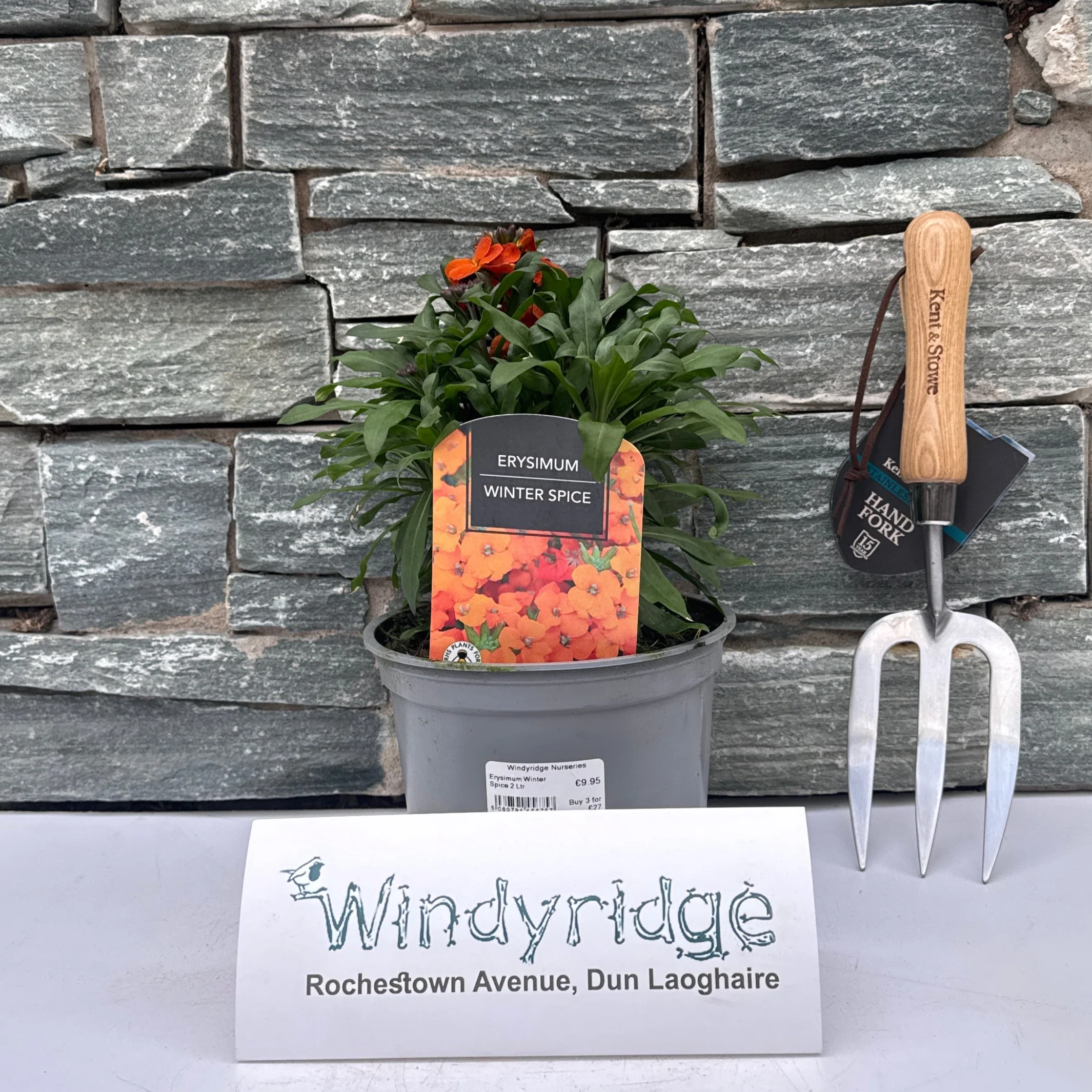 Erysimum Winter Spice 2 Ltr - Image 2