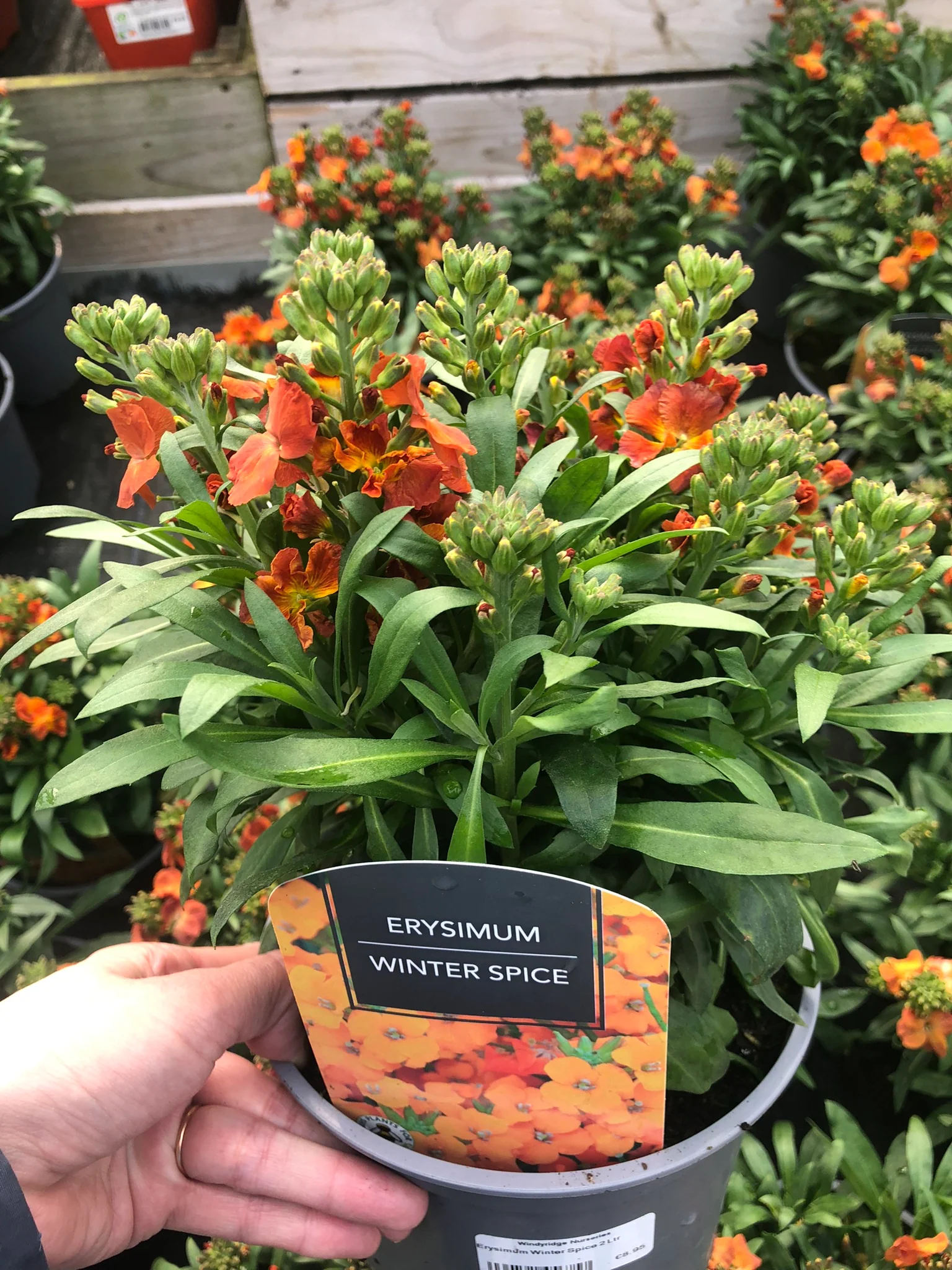 Erysimum Winter Spice 2 Ltr - Image 3