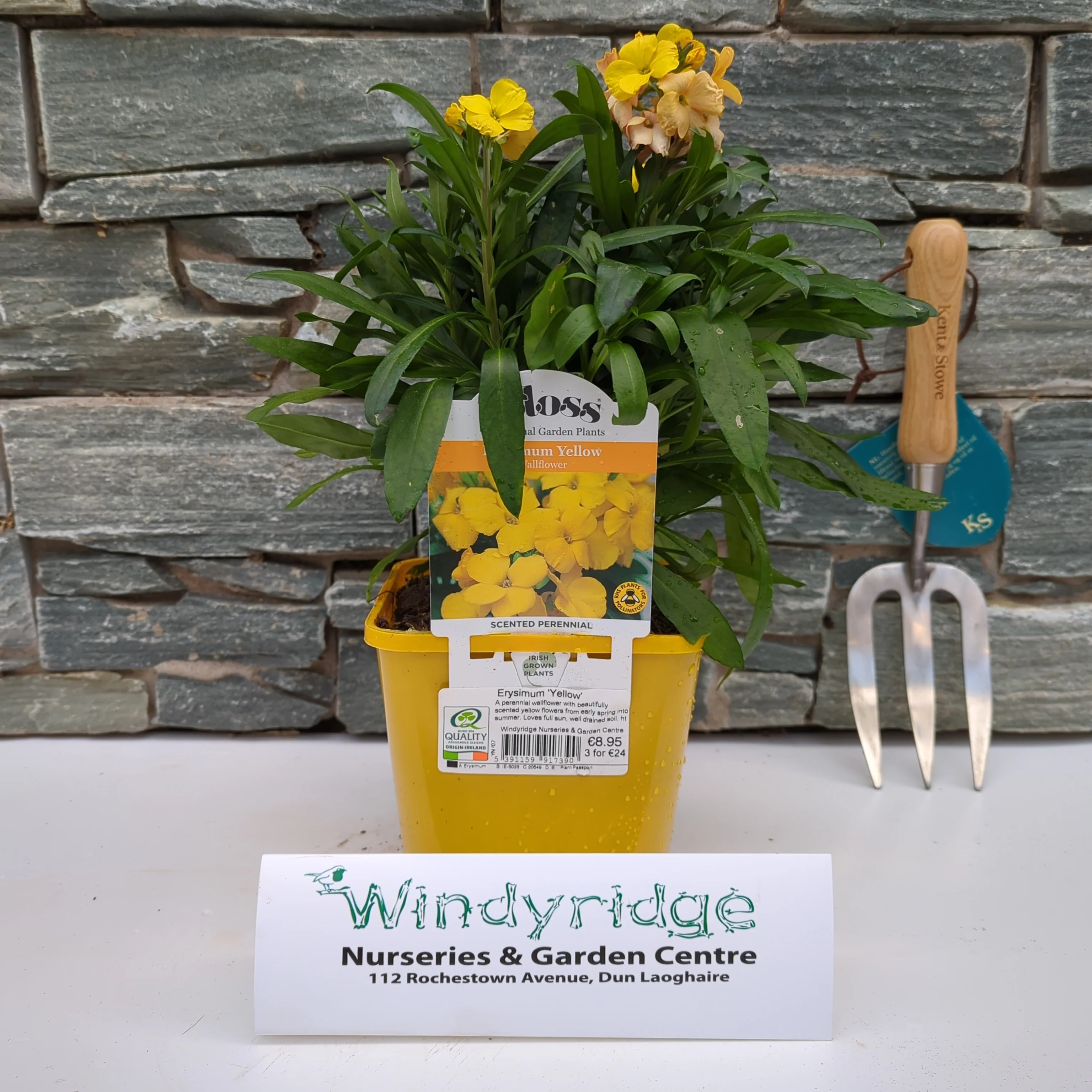 Erysimum Yellow - Image 2