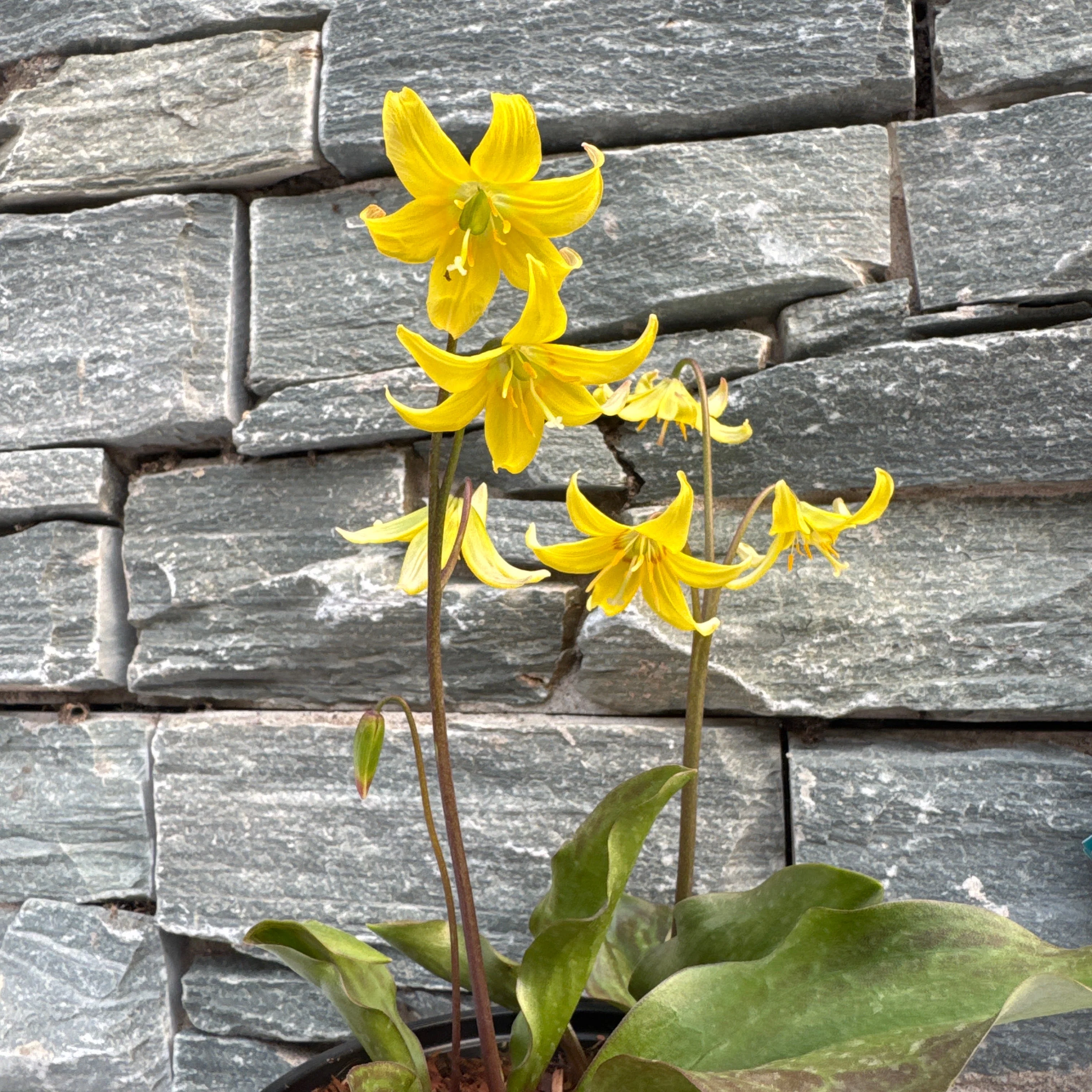ERYTHRONIUM Pagoda - Image 2