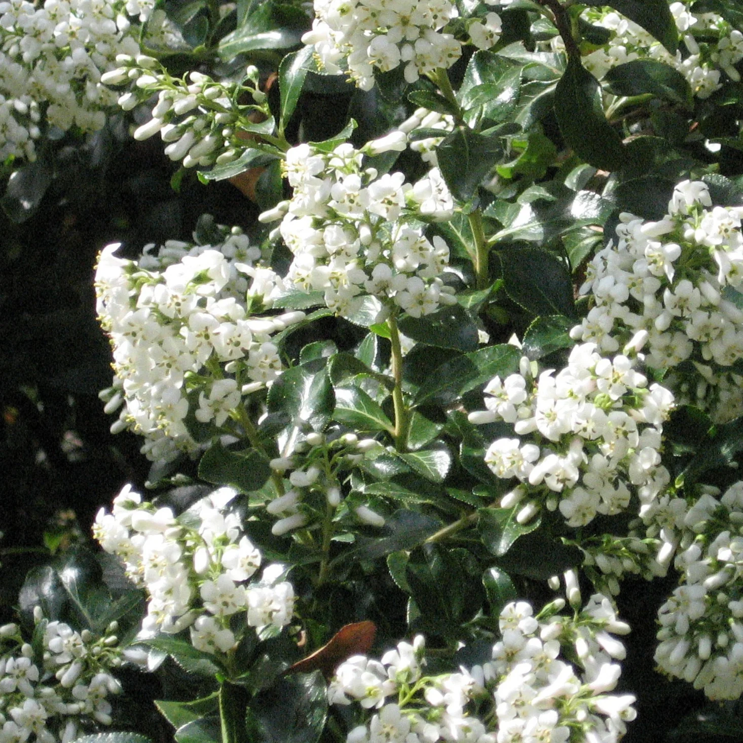ESCALLONIA IVEYII - Image 2