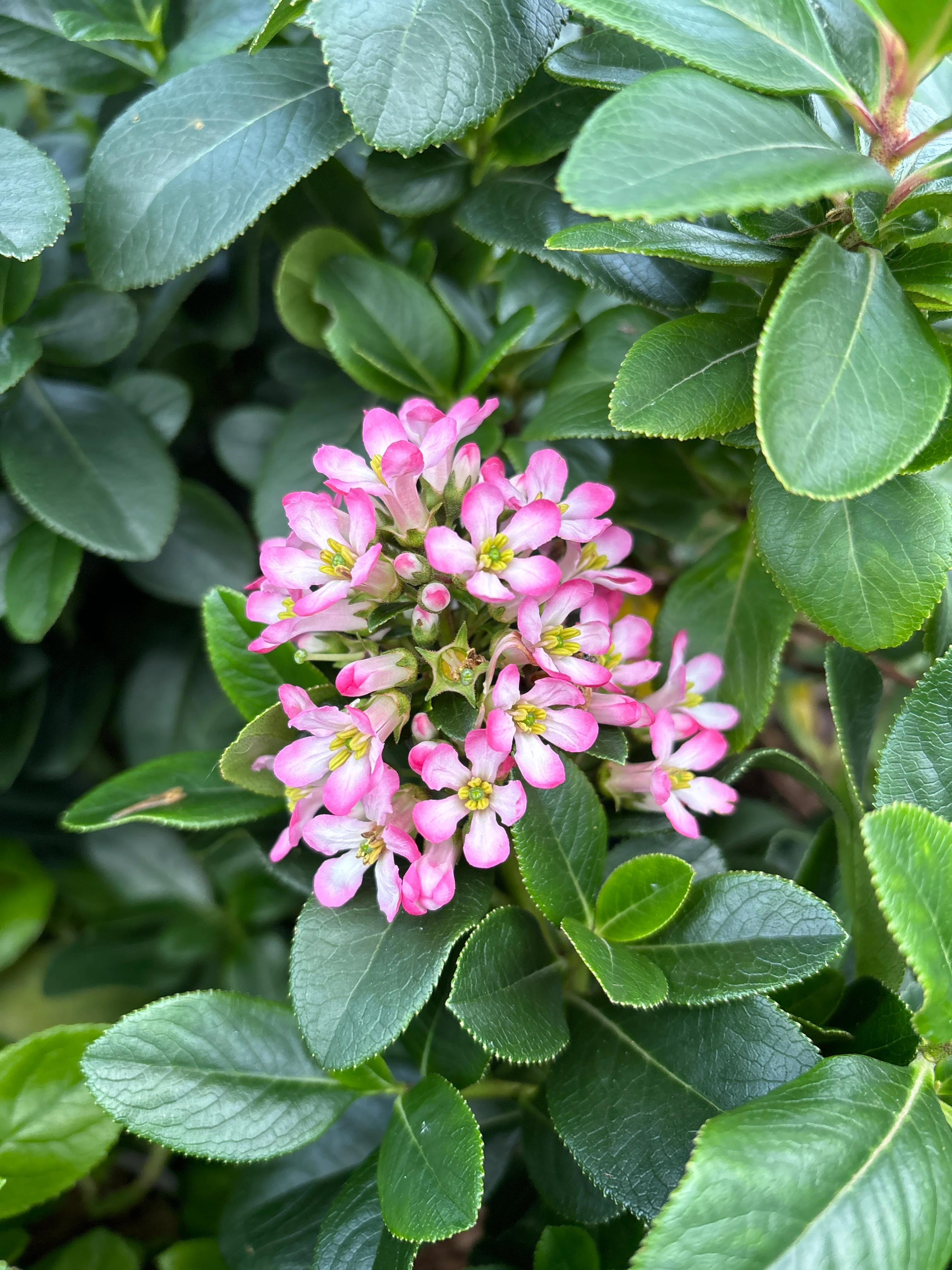 ESCALLONIA PINK ELLE