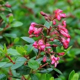 Escallonia Red Dream 3L - Image 2