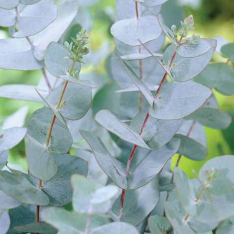 EUCALYPTUS GUNNII - Image 2
