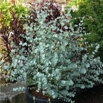 Eucalyptus Gunnii Azura