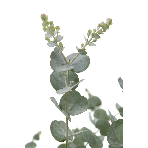 Eucalyptus Gunnii Azura - Image 2