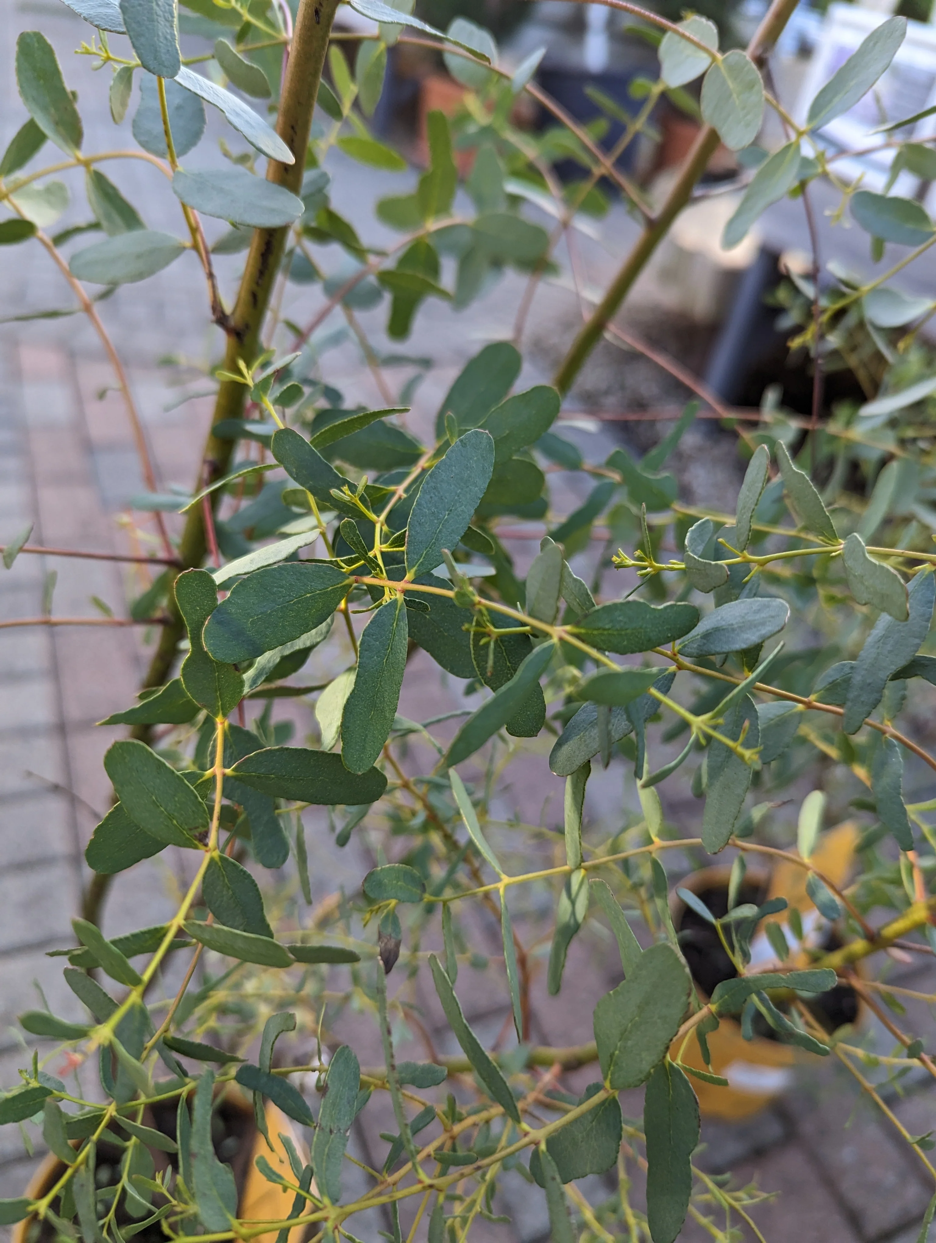 Eucalyptus gunnii France Bleu (Rengun)