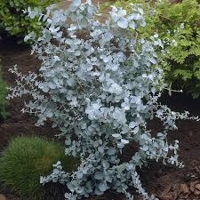 Eucalyptus gunnii France Blue - Image 2