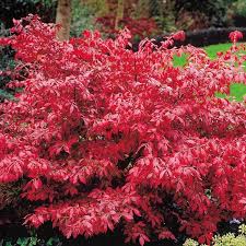 Euonymus alatus - Image 2
