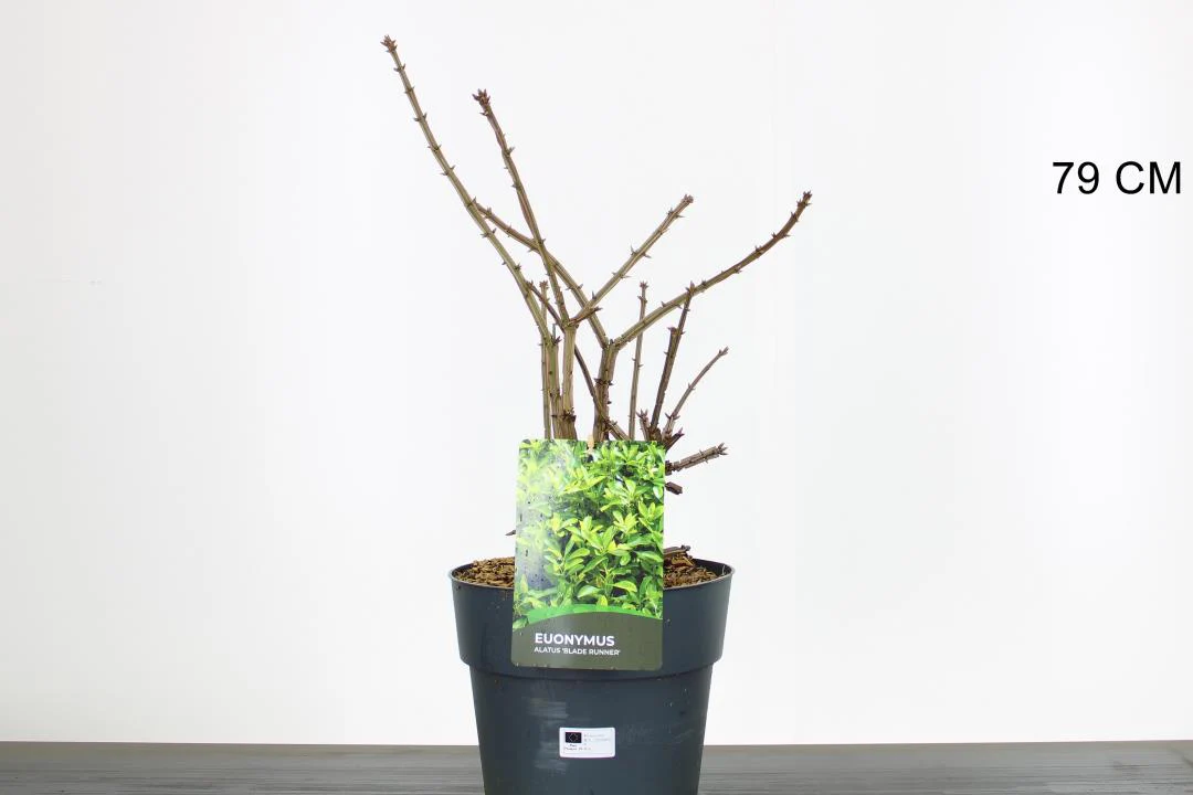 Euonymus alatus - Image 2