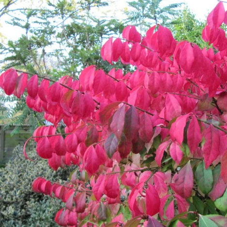 Euonymus Alatus Compactus - Image 3