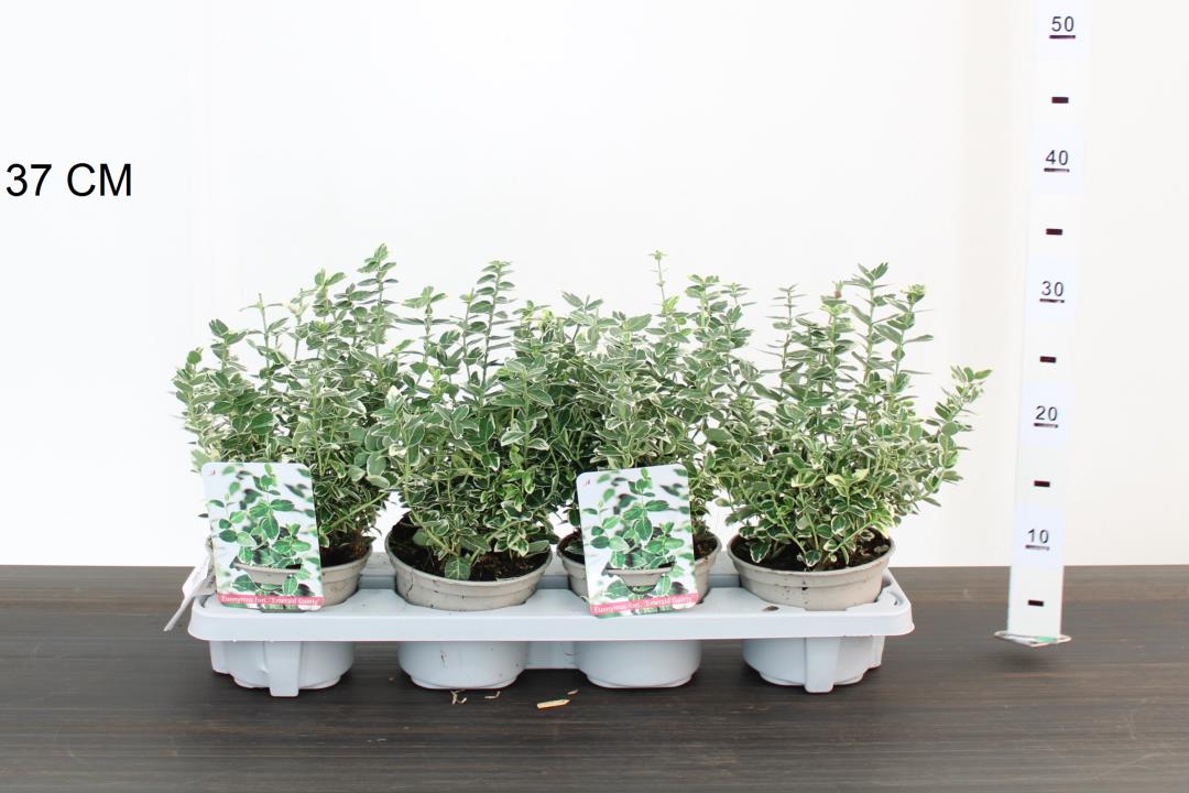 Euonymus fort. Emerald Gaiety - Image 2