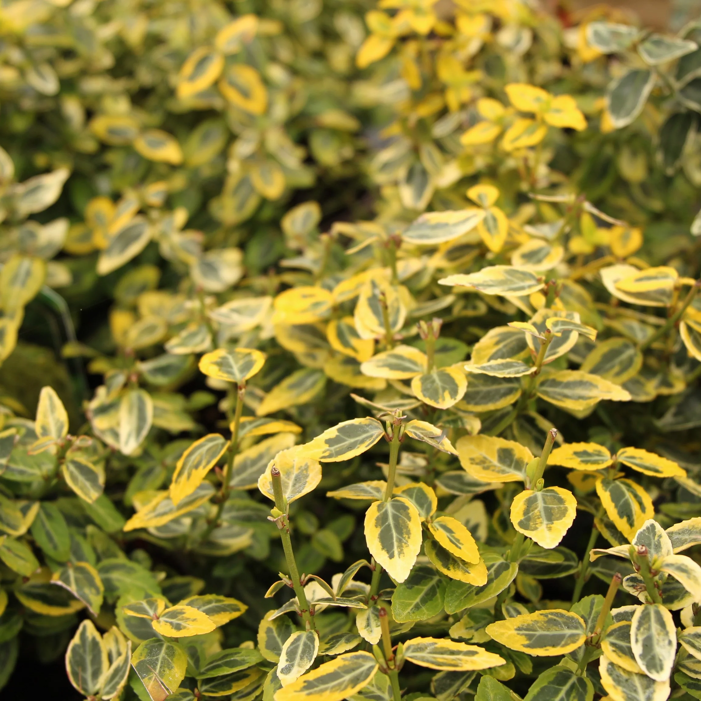 Euonymus fort. Emerald n Gold