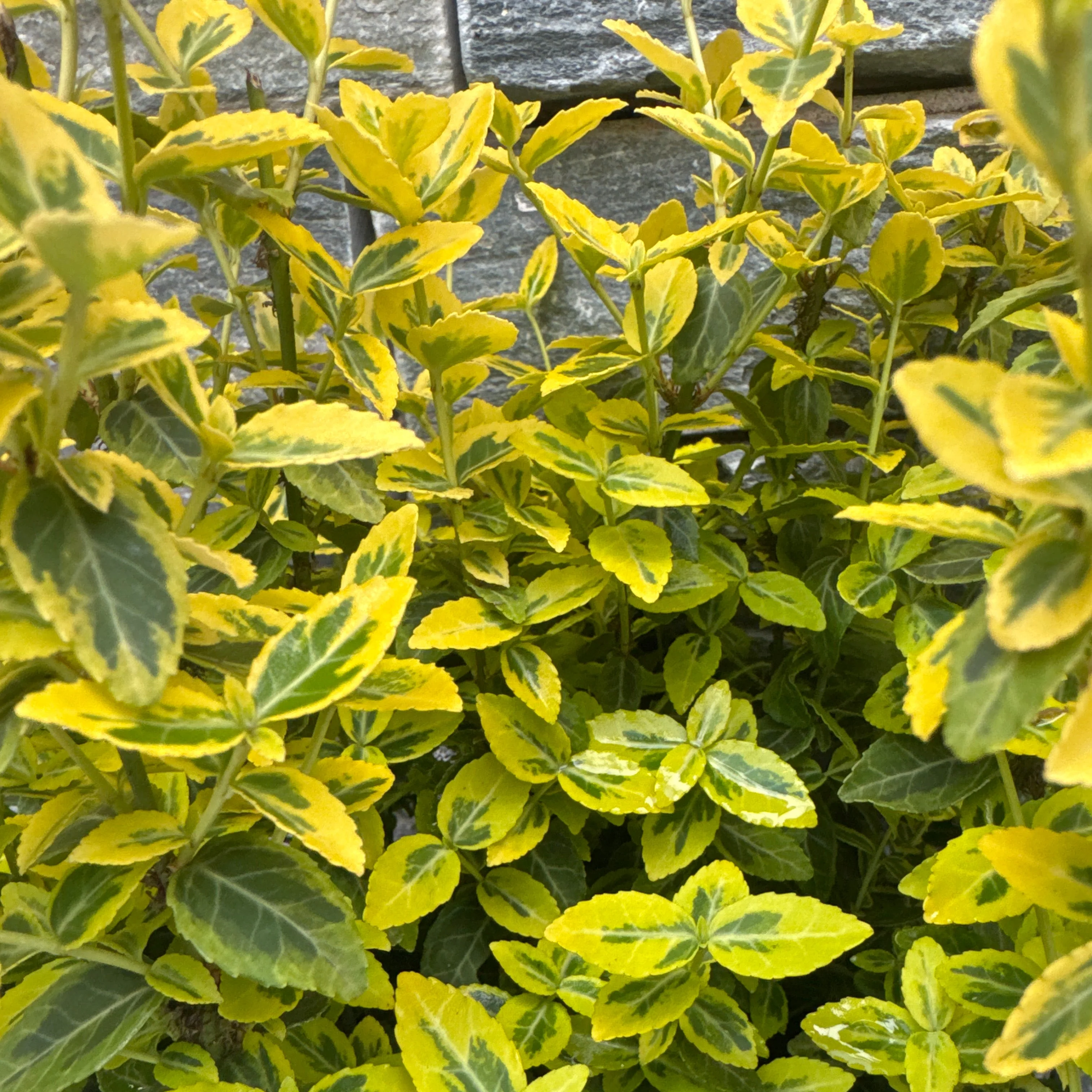 Euonymus fort. Emerald n Gold - Image 2