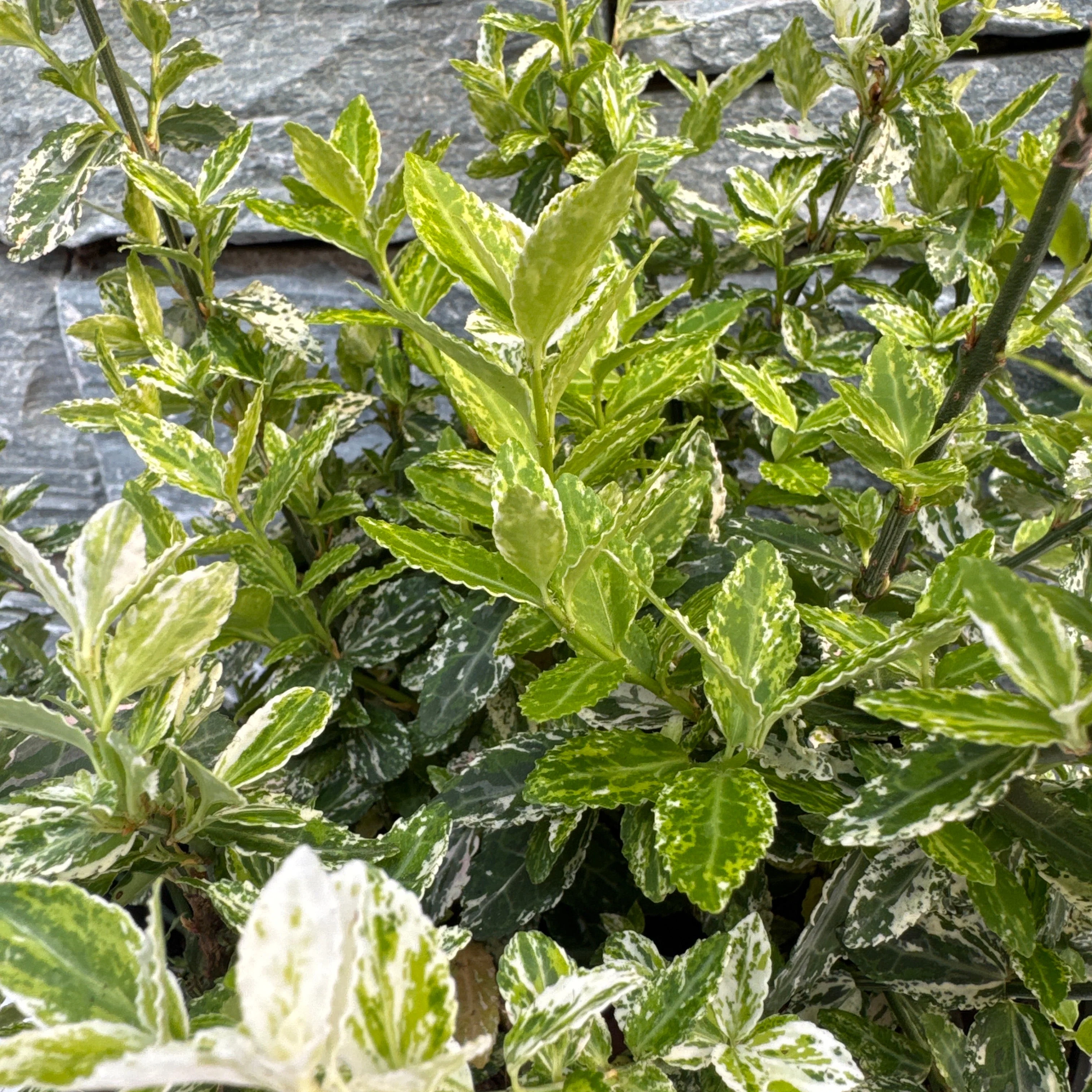Euonymus fort. Harlequin