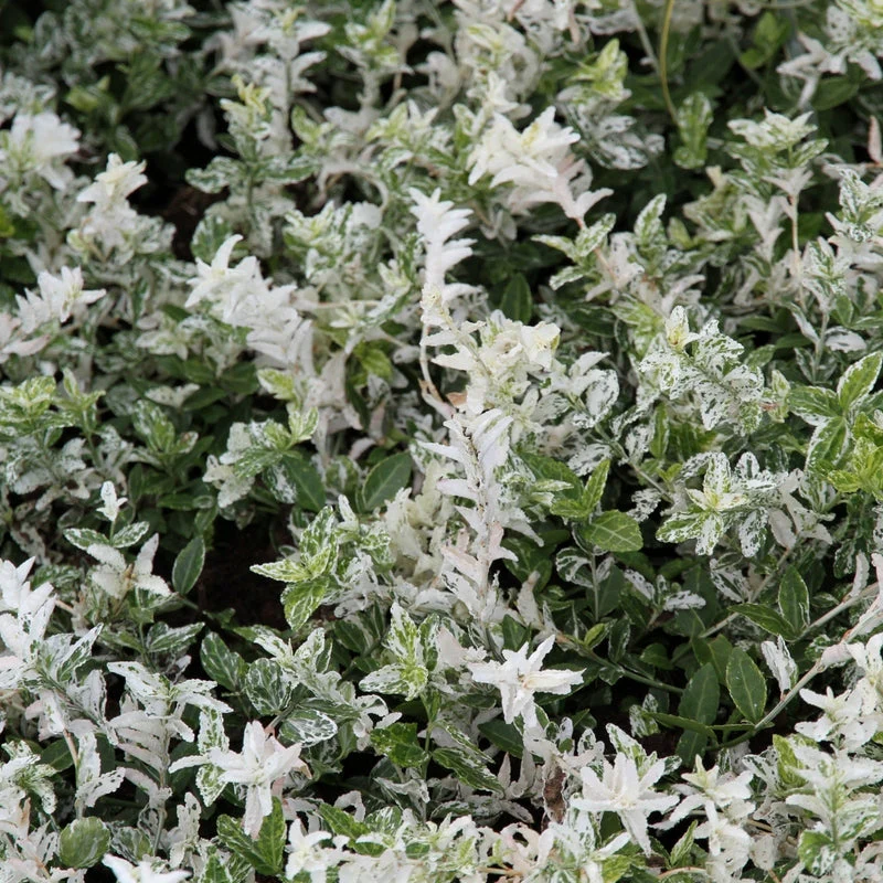 Euonymus fort. Harlequin - Image 3
