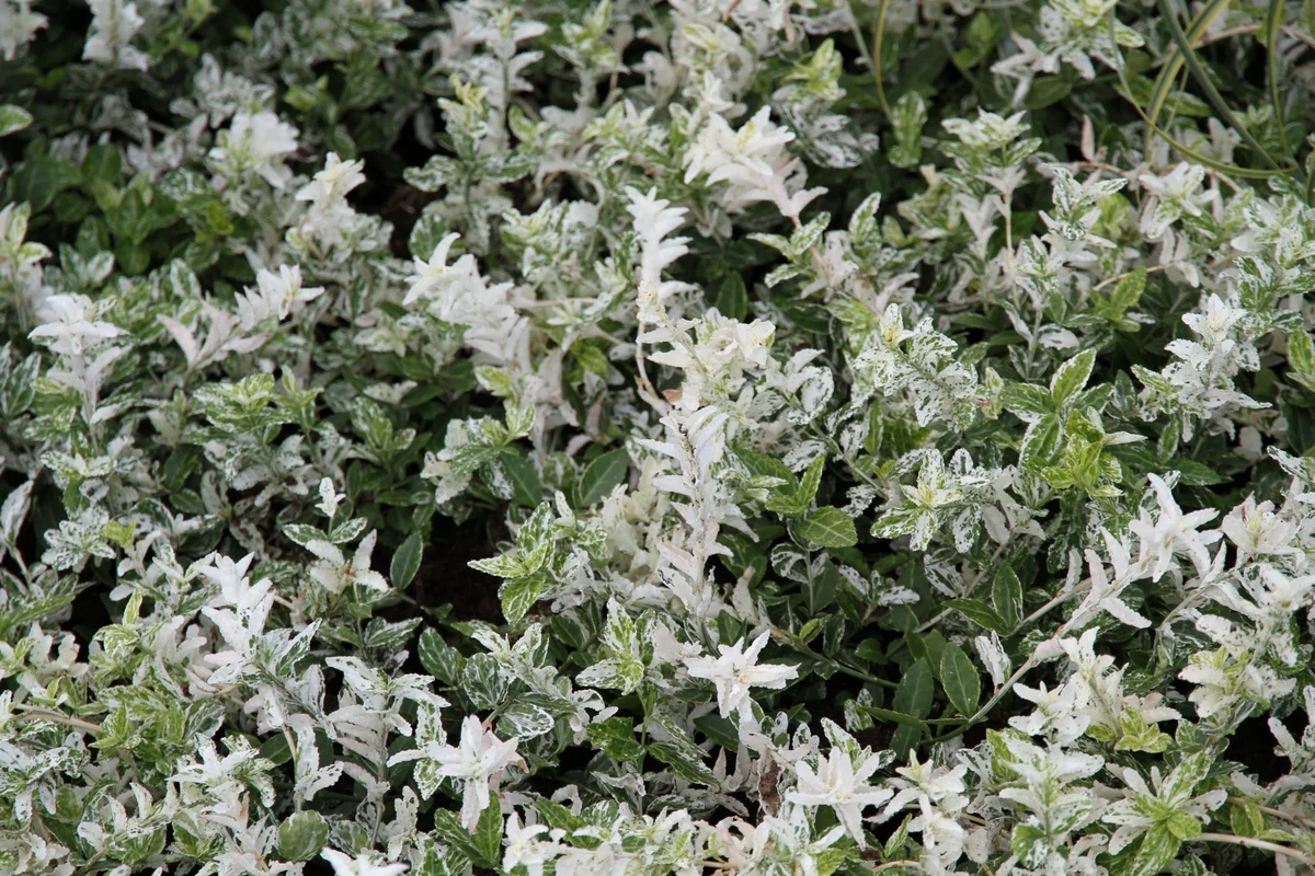 Euonymus fort. Harlequin