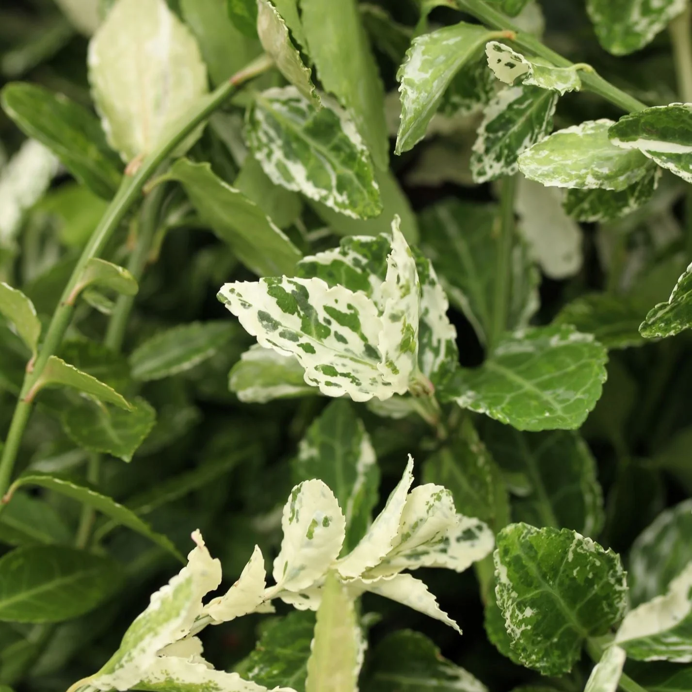 Euonymus fort. Harlequin - Image 2