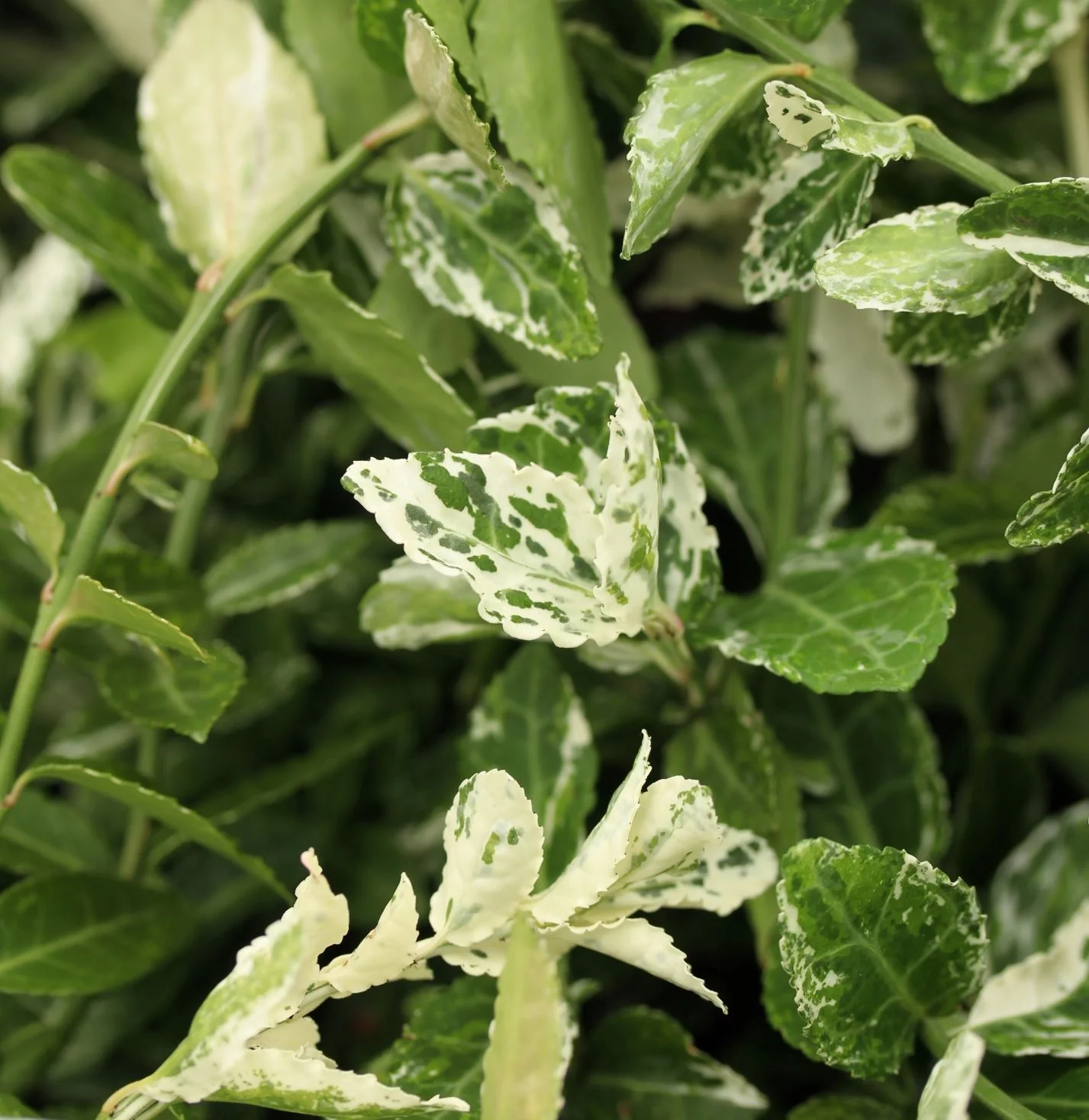 Euonymus fort. Harlequin - Image 2