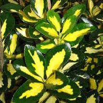 Euonymus fort. Interbowli 2Ltr - Image 2