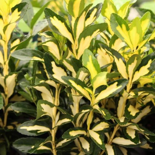 Euonymus jap. Gold Queen 2 Ltr pot