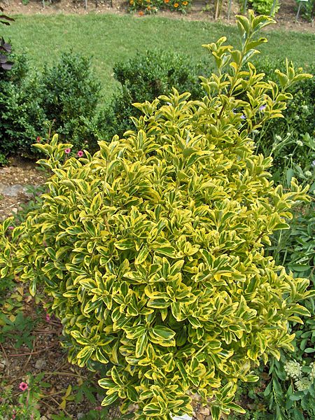 Euonymus jap. Gold Queen 2 Ltr pot - Image 4