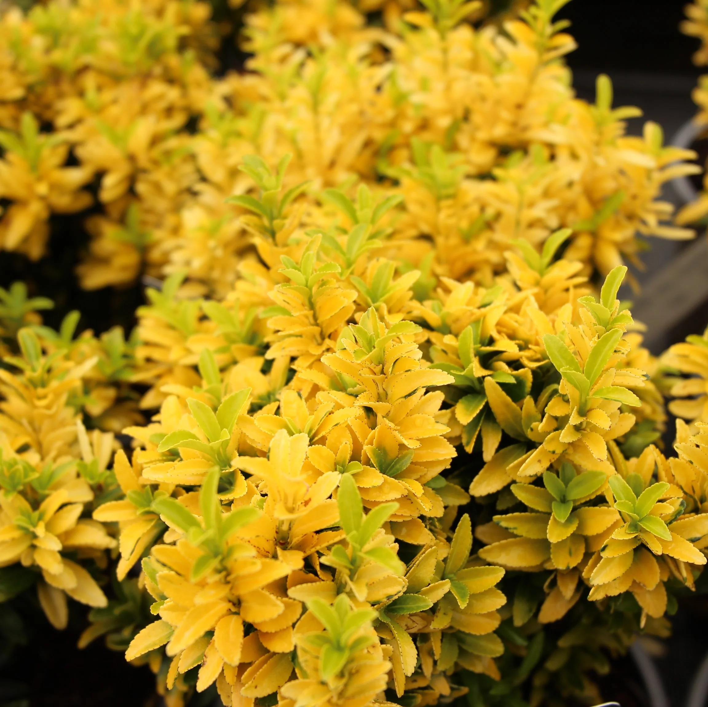 Euonymus jap. Hapiness