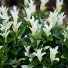 Euonymus jap. Paloma Blanca 2 Ltr pot