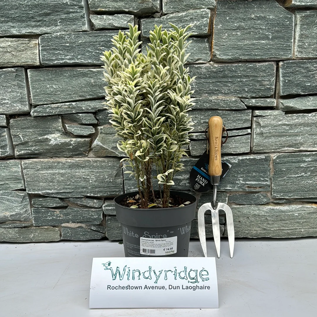 Euonymus jap. 'White Spire' 2 Ltr pot