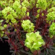EUPHORBIA amy. Purpurea