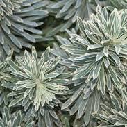 EUPHORBIA CHAR. SILVER SWAN - Image 2